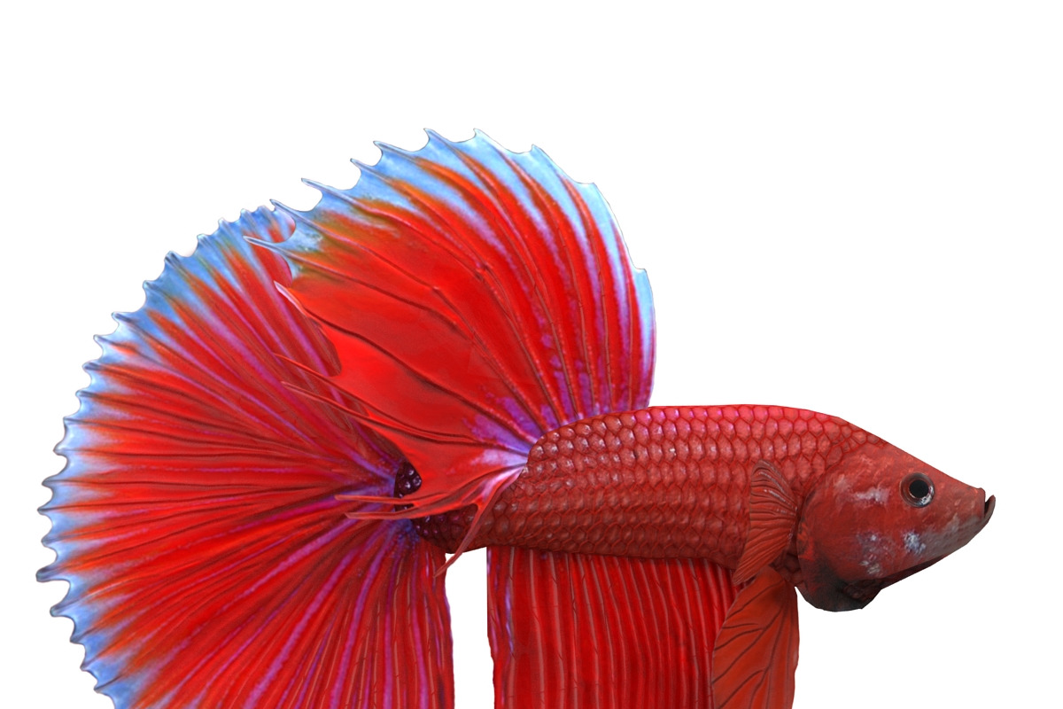 Betta Fish, an Animal 3D Model by AndrewWhite (Photo 7 of 11)