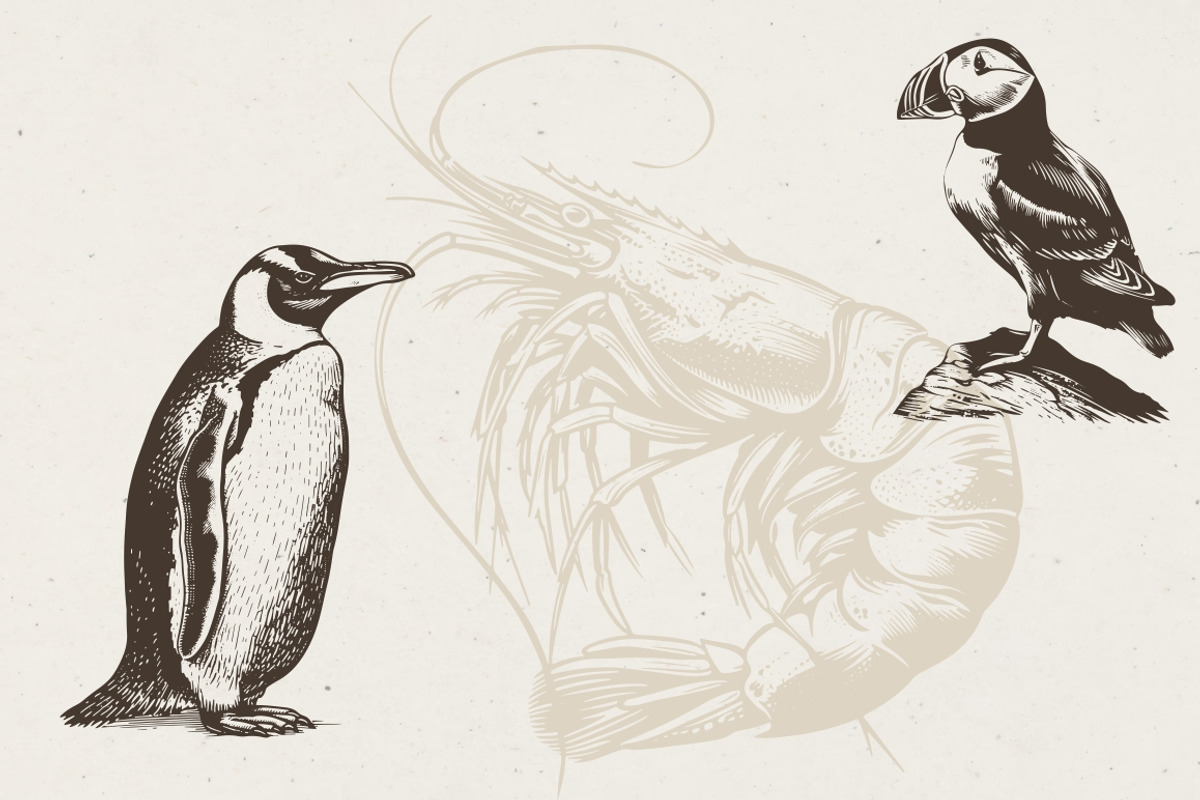 340 Sea Creatures illustrations, an Animal Illustration by Nocturnal Wolf (Photo 5 of 15)