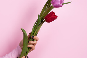 Hand holding red, yellow, and purple tulips against a pastel pin, a Holiday Photo by Ales Munt