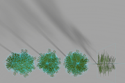 Eucalyptus tree #1, an Environmental 3D Model by AndrewWhite (Thumbnail 8 of 13)