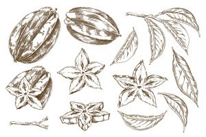 Monochrome sketch of carambola, a Food Illustration by Sabelskaya