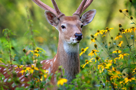 Close up portrait of a deer with antlers in forest, an Animal Photo by Byrdyak