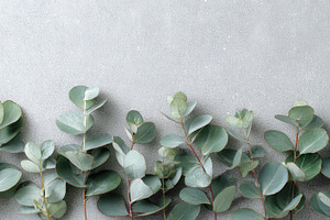 Eucalyptus leaves lay on gray, a Photo by Pavel_design