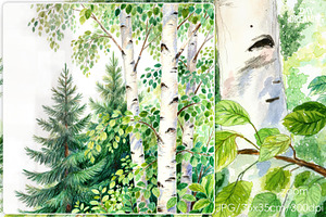 Fresh Birch Forest