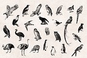 Birds Engravings Set, an Object Graphic by Graphic Goods (Thumbnail 4 of 6)
