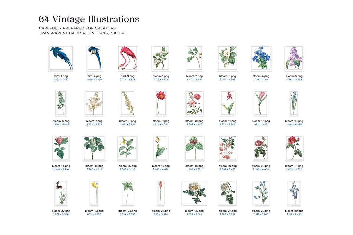 Vintage Botanical Illustrations, an Object Illustration by likorbut (Photo 4 of 8)
