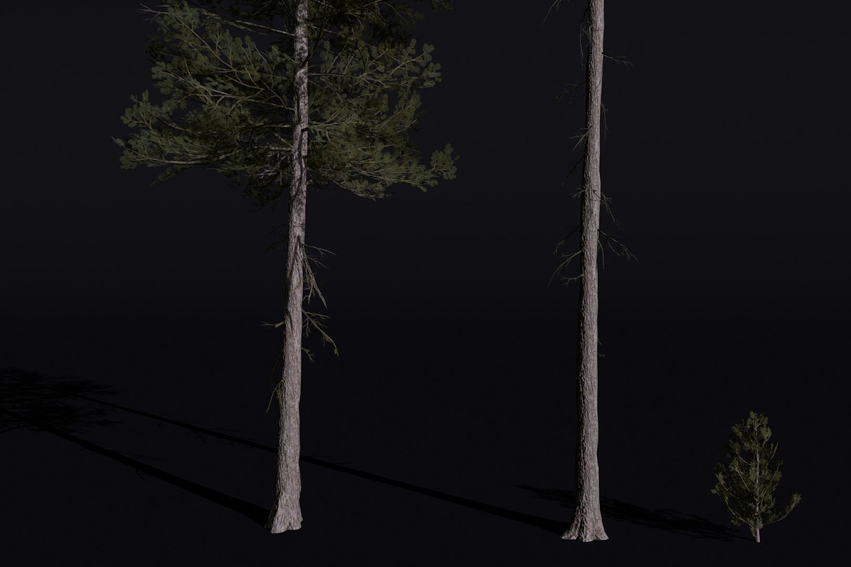 The Lodgepole Pine Tree, a Plants & Tree 3D Model by FuturePastCreatives (Photo 2 of 6)