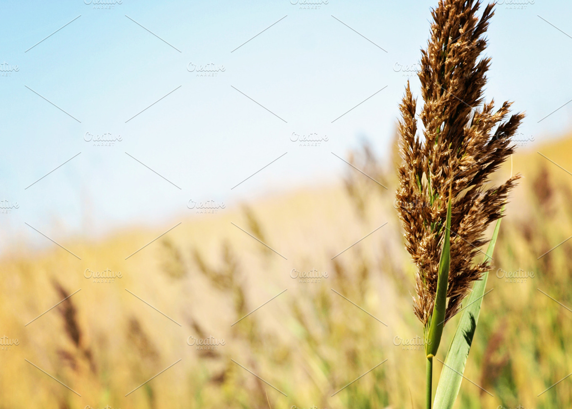 Fall's Wild Flowers, a Nature Photo by Bellano Web Studio