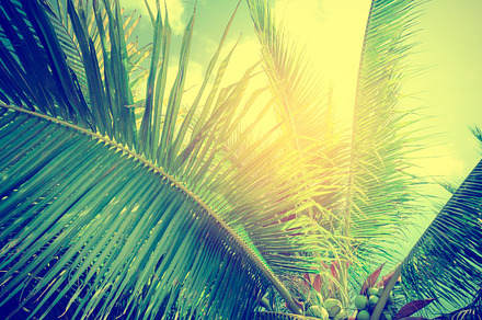 Plam tree tropical containing cafe, tree, and palm