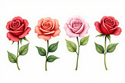 Romantic Watercolor Rose Clipart Set, an Illustration by hafijul (Thumbnail 7 of 12)