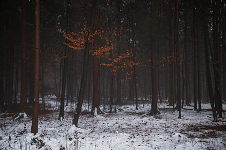 Murky autumn forest containing autumn, background, and beautiful, a Nature Photo by Dreamy Pixel