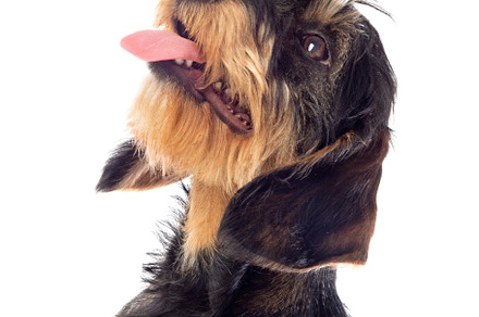 Black an brown dachshund, an Animal Photo by José Manuel Gelpi