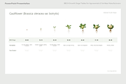 BBCH Growth Stages, Cabbages & Green, a Presentation Template by Ilia Design (Thumbnail 5 of 10)