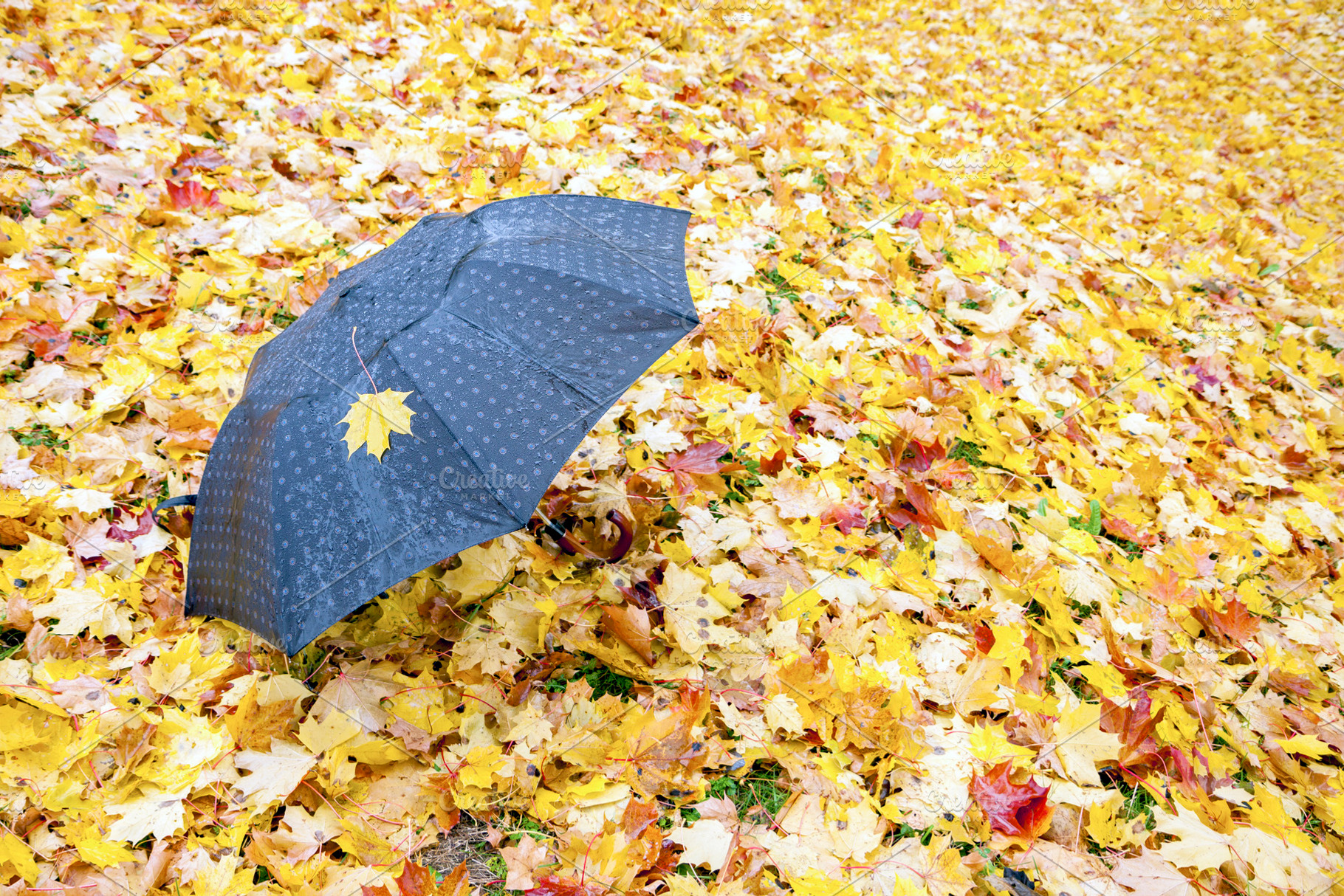 Umbrella in a park with maple leaves, a Nature Photo by BOOCYS