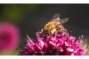 Honey bee covered with yellow pollen, a Technology Photo by MadPhotos