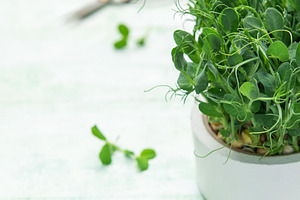 Growing fresh pea shoots microgreens in a pot, a Food & Drink Photo by Olena Rudo
