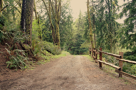 Road with a Fence