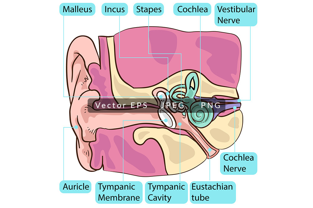 Inside Human Ear Body Parts Anatomy, a Healthcare Illustration by ...