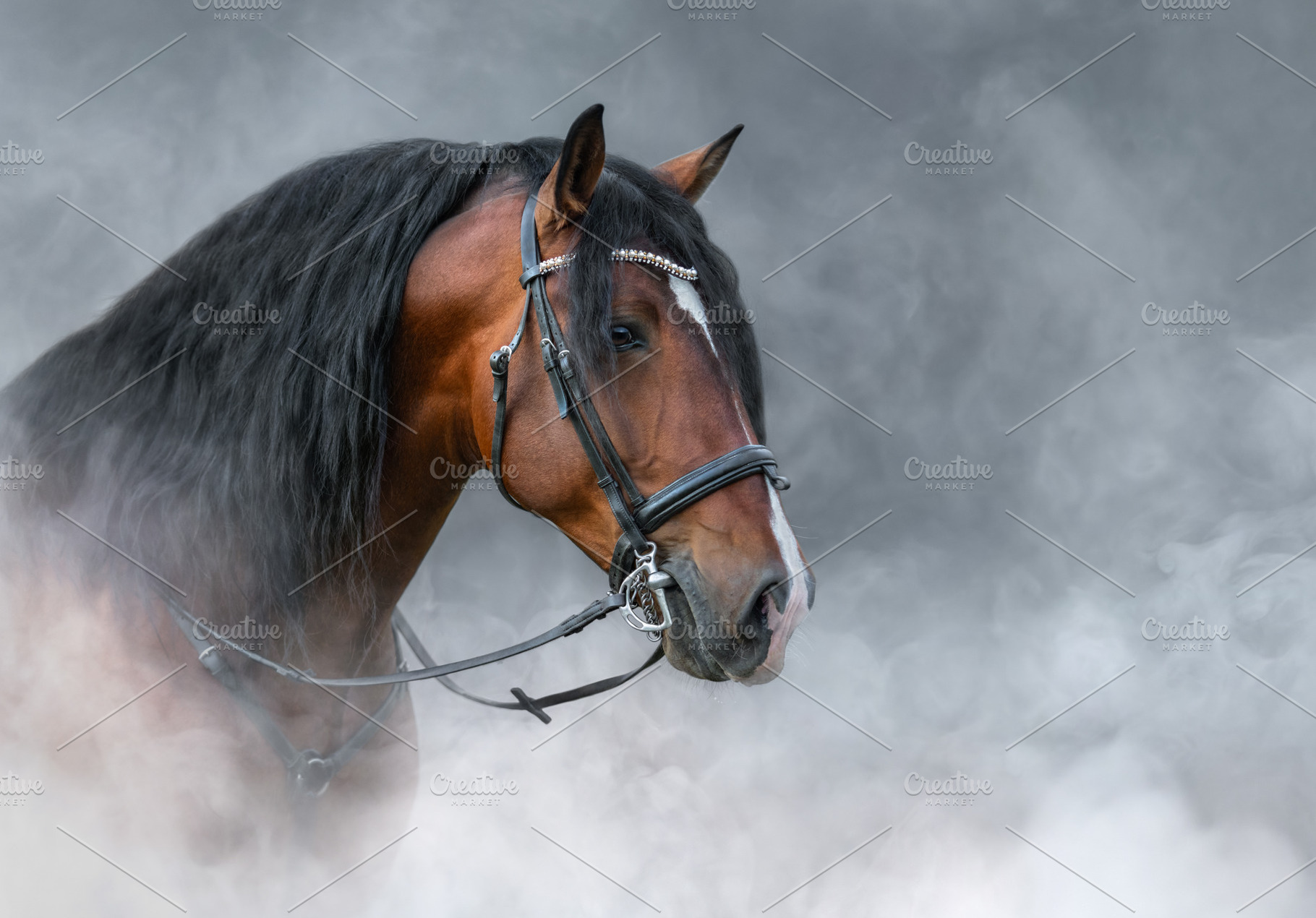 Spanish bay horse with long mane, an Animal Photo by Horses and Dogs