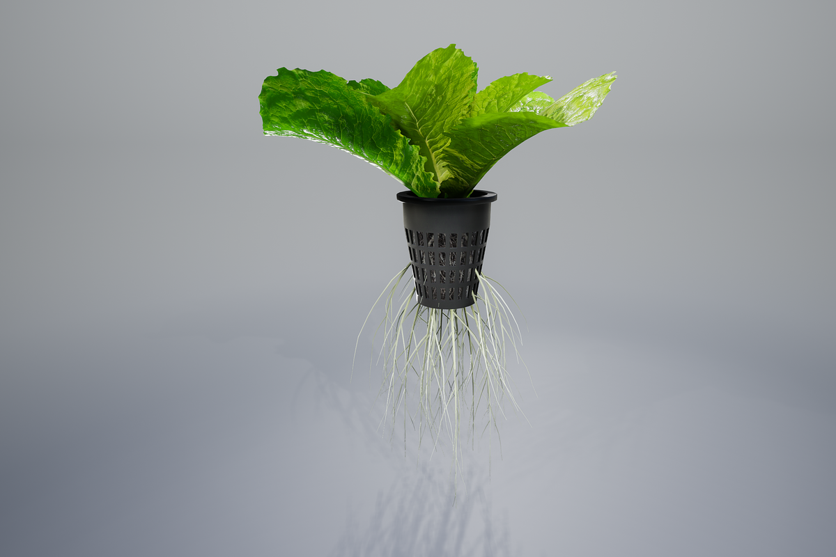 lettuce grean, a Food & Drink 3D Model by AndrewWhite (Photo 8 of 16)