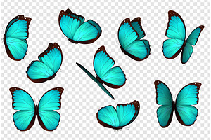 Butterfly Vector Illustration.