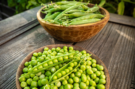 Freshly harvested green peas and peapods