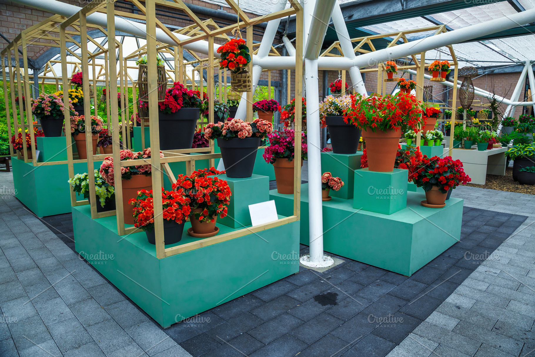 Wonderful rose flower exhibition, a Nature Photo by Alpine Dreams