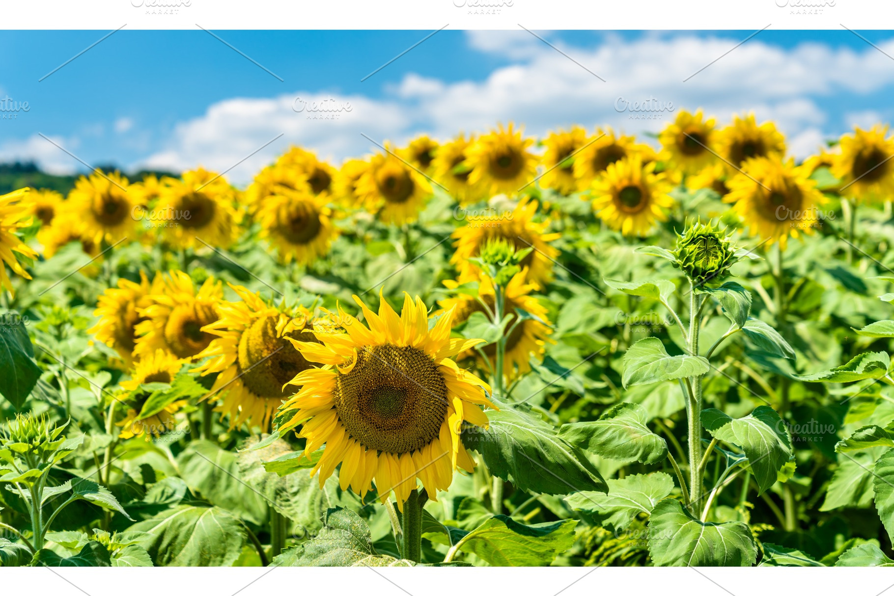 Beautiful sunflowers in a field in featuring france, sunflower, and summer, a Nature Photo by Leonid Andronov