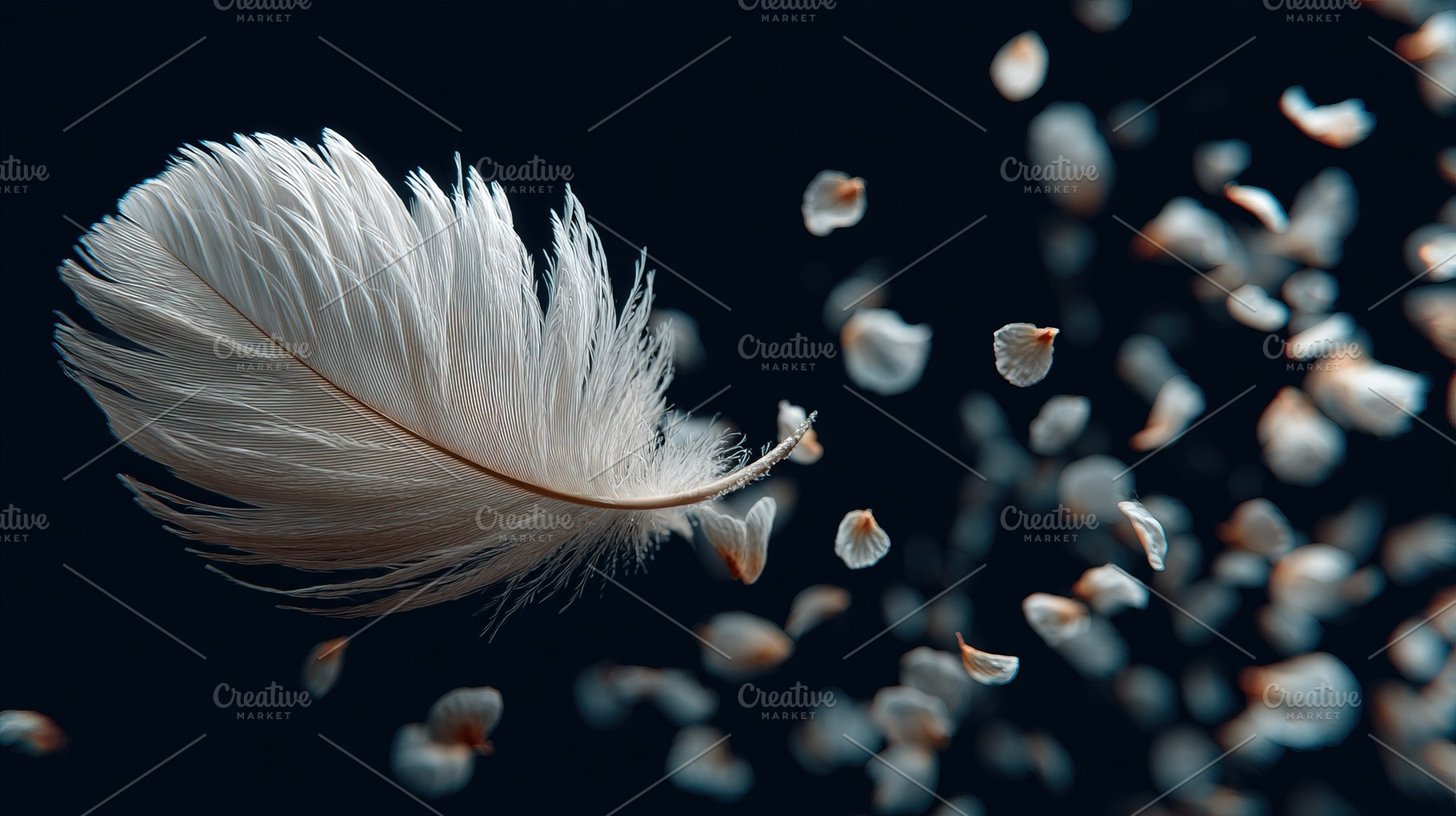 Floating Feather and Petals, an Animal Photo by Ales Munt