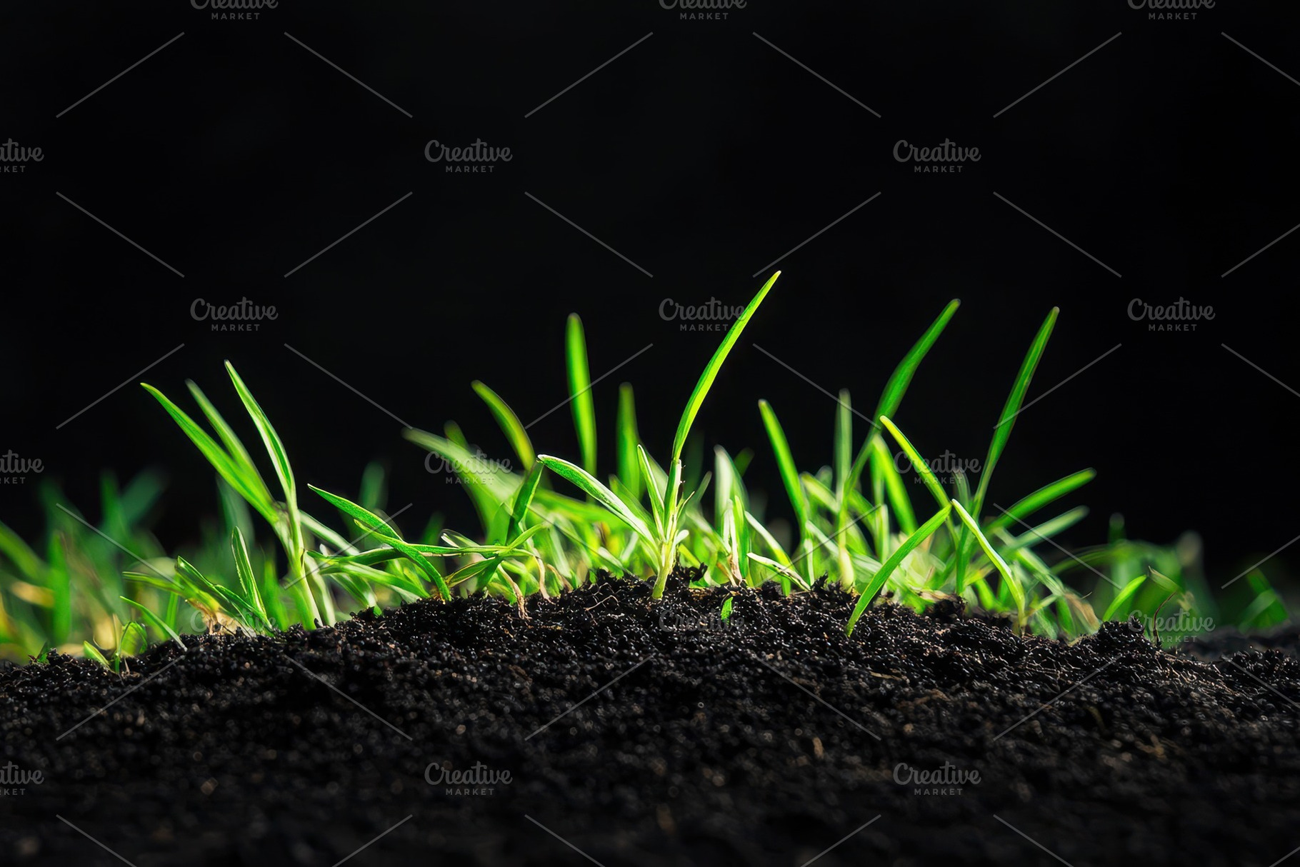 Fresh grass seedlings emerging from, a Photo by Iftikhar Alam