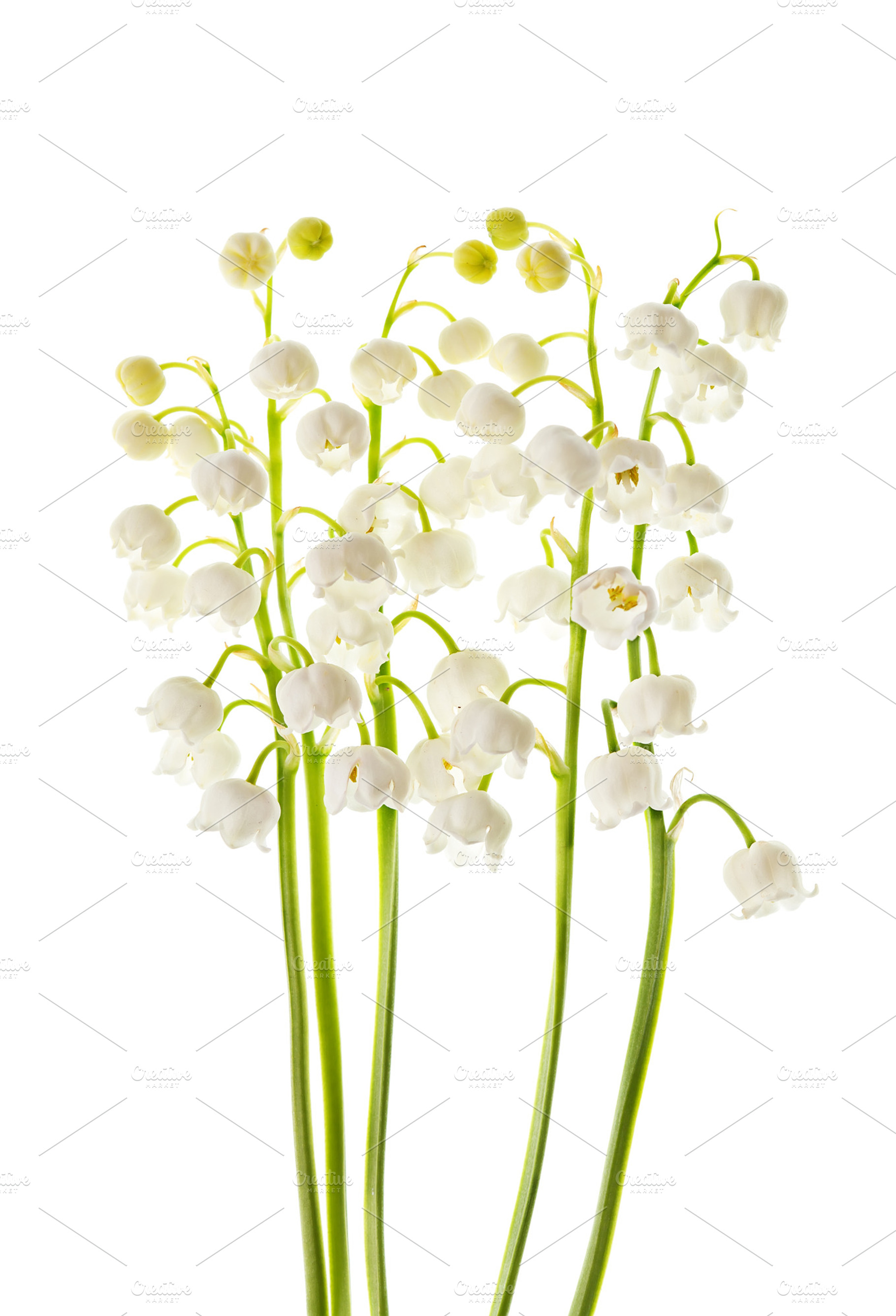 Lily of the valley flowers isolated containing aroma, background, and