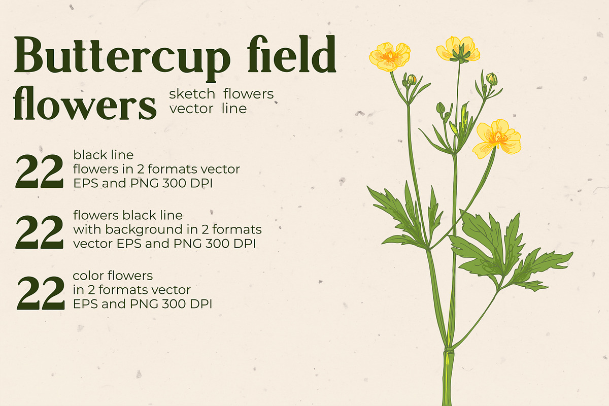 Flowers Buttercup. Sketch flowers, an Illustration by irina.vaneeva (Photo 2 of 6)