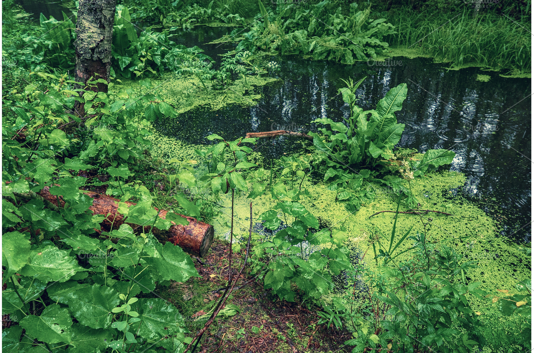 Swamp in the forest, a Nature Photo by Nature and travel