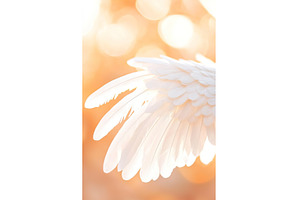 Close up of white angel wing against, a Background Photo by Lermont51