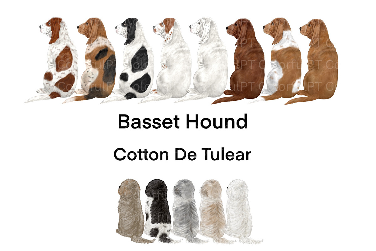 Dog Breeds Clipart, an Animal Illustration by ColorfulPT (Photo 5 of 8)