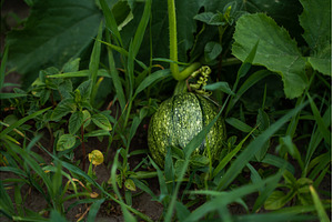 Young green pumpkin growing on a, a Nature Photo by volodymyrshtun13795