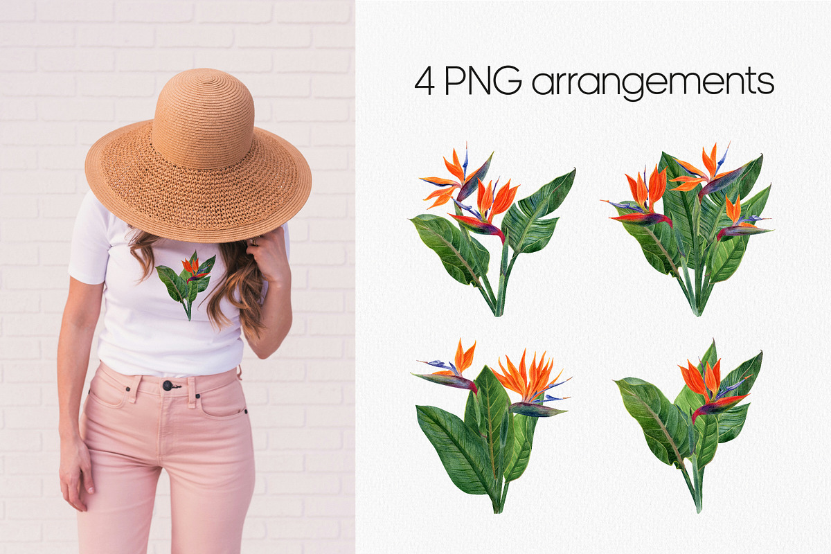 Strelitzia Tropical Watercolor PNG, a Decorative Illustration by Anntre (Photo 4 of 6)
