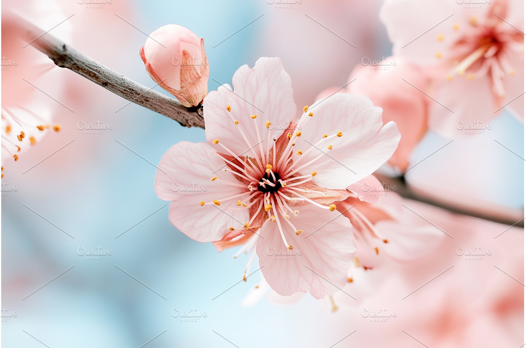 Close up of pink cherry blossoms on, a Nature Photo by Lermont51