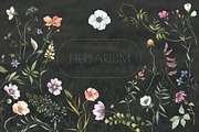 SERENITY Wild flowers collection, a Decorative Illustration by Anastezia Luneva (Thumbnail 9 of 9)