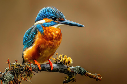 Elegant Kingfisher Resting on Mossy Branch - Essence of Wild Bea, an Animal Photo by José Manuel Gelpi