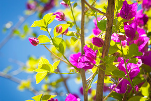 Bougainvillea, a Nature Photo by THP Creative