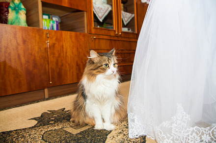 Wedding cat near beautiful bridesmaid dresses, a Person Photo by Artsaba Family