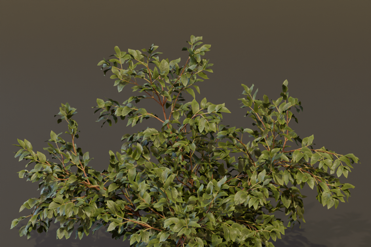 The Elderberry Bush, a Plants & Tree 3D Model by FuturePastCreatives (Photo 5 of 9)