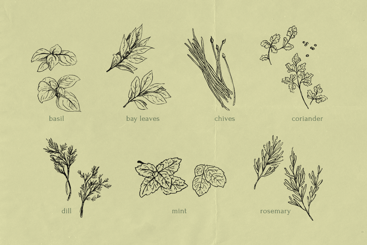 Pencil Drawing Culinary Herbs, an Illustration by elpple (Photo 2 of 6)