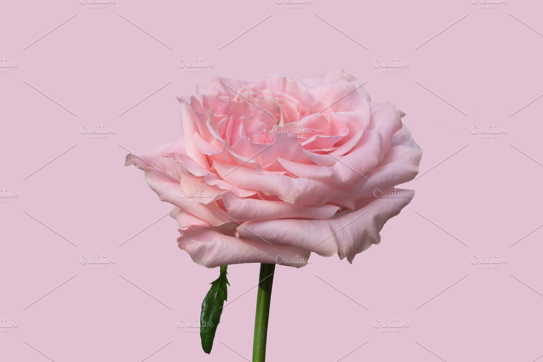 Pink rose stockphoto, a Photo by Bloomstock studio