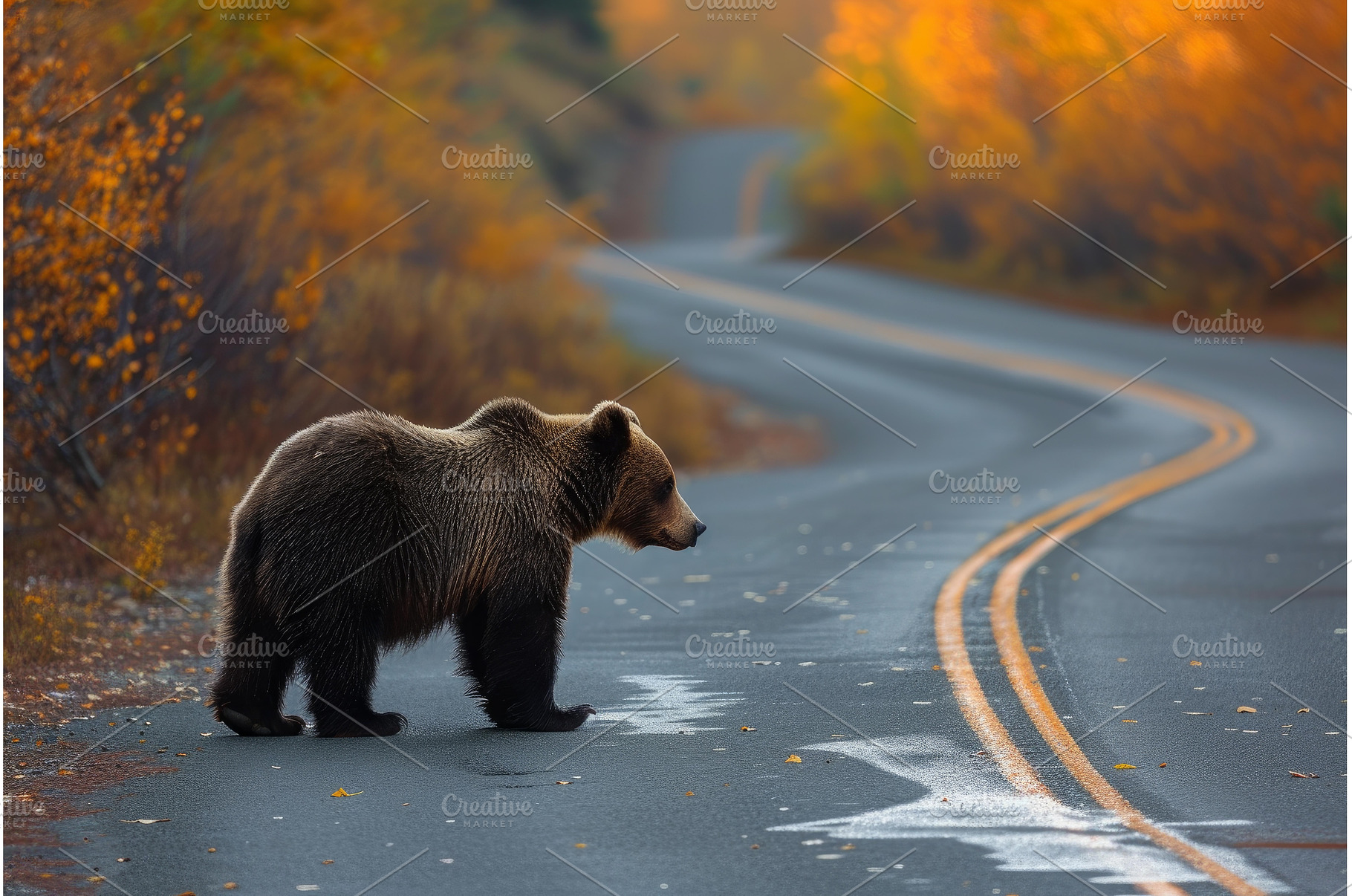 Obscure Bear cub road in fog, an Animal Photo by Ylivdesign