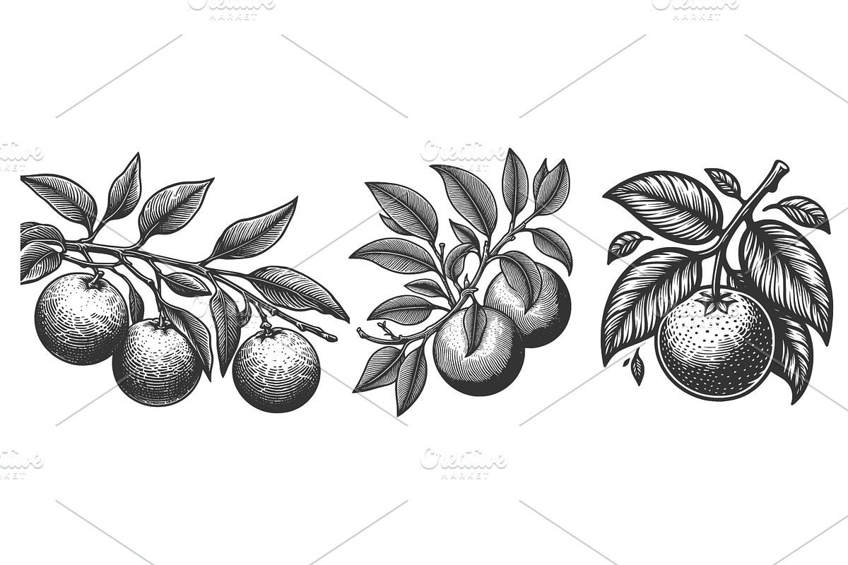 Citrus Fruit Branch engraving vector, a Food Illustration by AlexArt