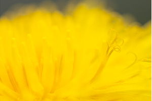 Extreme Macro of Yellow Dandelion, a Nature Photo by Pakosta