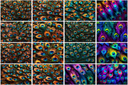Peacock Feather Background, a Texture Graphic by Forhadx5 (Thumbnail 5 of 5)