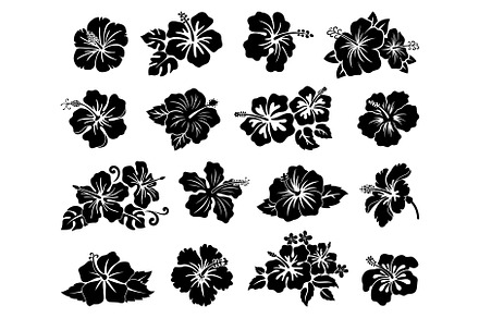 Hawaii tropical hibiscus flowers, an Object Illustration by Buch&Bee